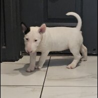 Bull Terrier - Both