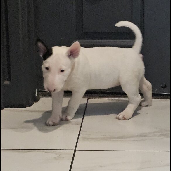 Bull Terrier - Both