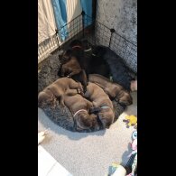 Cane Corso - Bitches