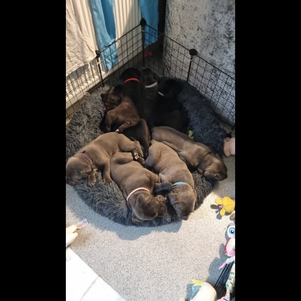 Cane Corso - Bitches