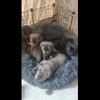 Cane Corso - Bitches