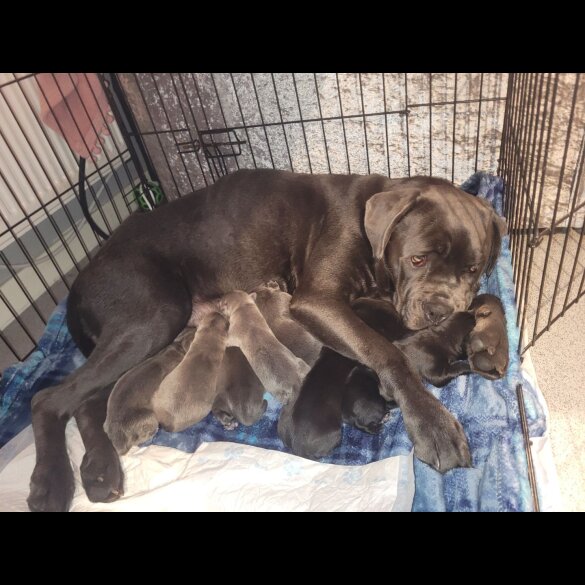 Cane Corso - Bitches