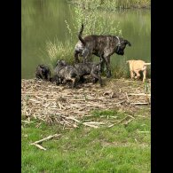 Cane Corso - Both