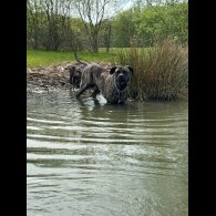 Cane Corso - Both