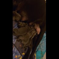Cane Corso - Both