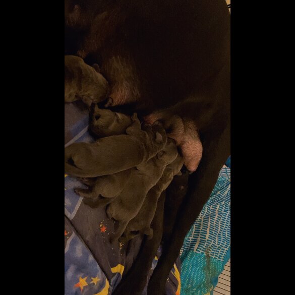 Cane Corso - Both