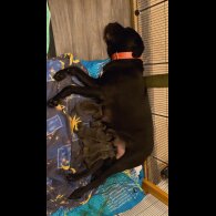 Cane Corso - Both