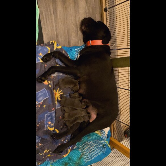 Cane Corso - Both