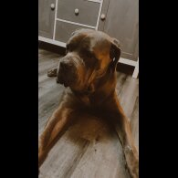 Cane Corso - Both