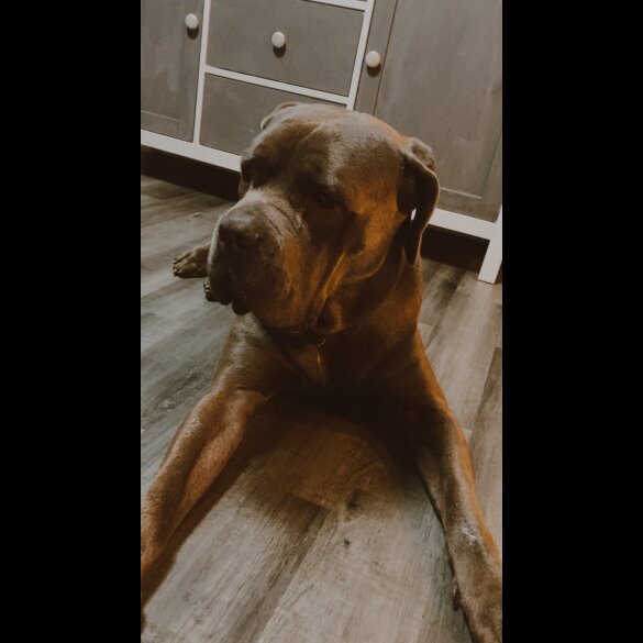 Cane Corso - Both