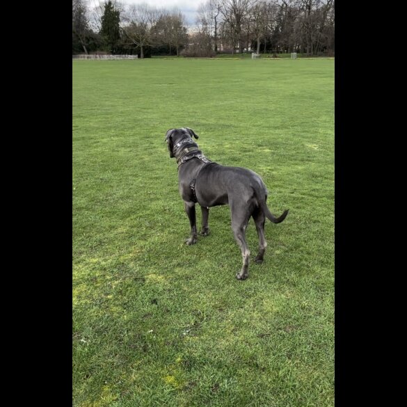 Cane Corso - Both