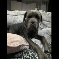 Cane Corso - Bitches
