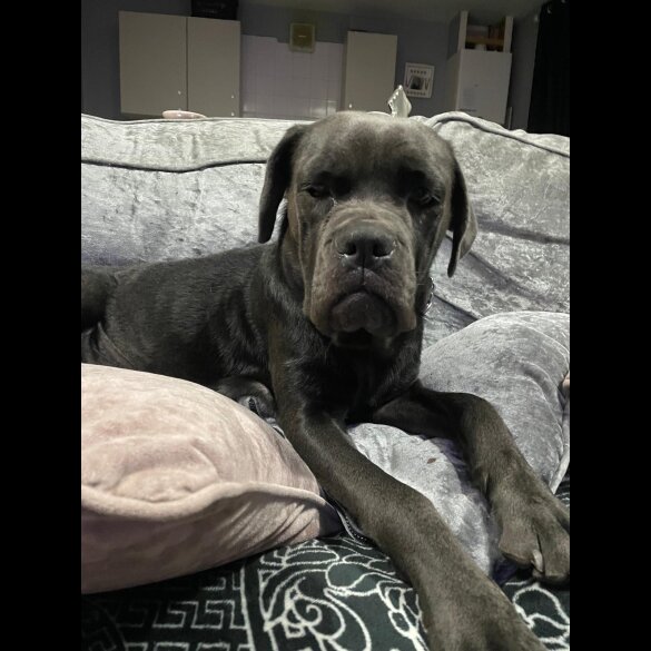 Cane Corso - Bitches