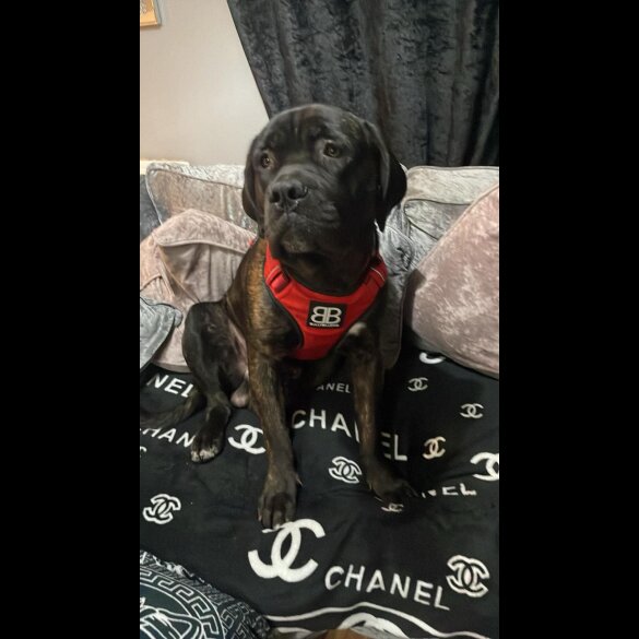 Cane Corso - Bitches