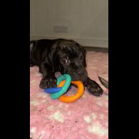 Cane Corso - Bitches