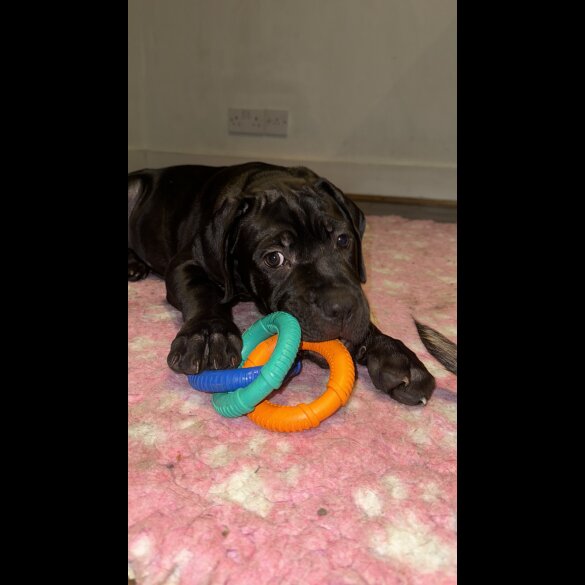 Cane Corso - Bitches