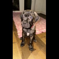 Cane Corso - Bitches