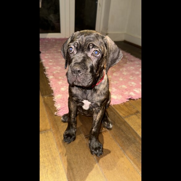 Cane Corso - Bitches