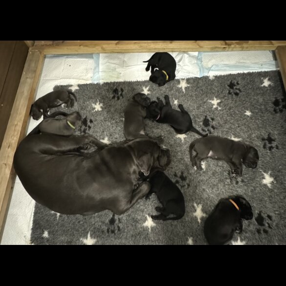 Cane Corso - Both