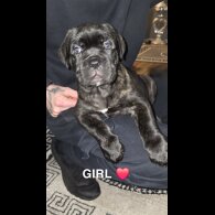 Cane Corso - Bitches