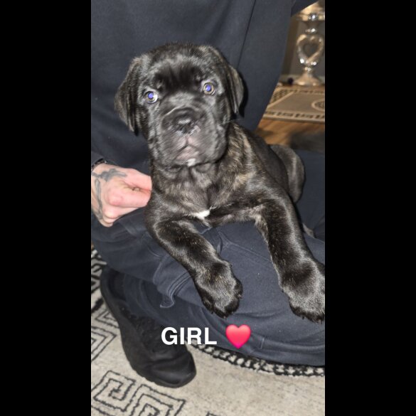 Cane Corso - Bitches