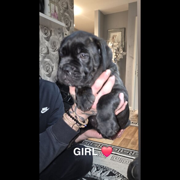 Cane Corso - Bitches