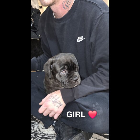 Cane Corso - Bitches