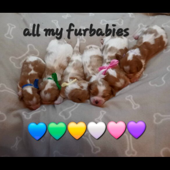 Cavalier King Charles Spaniel - Both