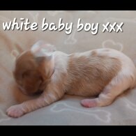 Cavalier King Charles Spaniel - Both