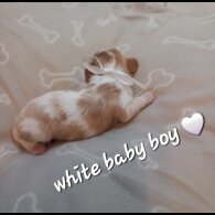 Cavalier King Charles Spaniel - Both