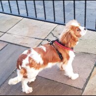 Cavalier King Charles Spaniel - Both