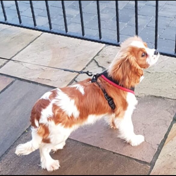Cavalier King Charles Spaniel - Both