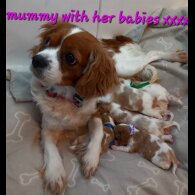 Cavalier King Charles Spaniel - Both