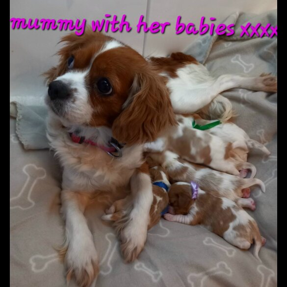 Cavalier King Charles Spaniel - Both