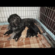 Cavapoo - Both