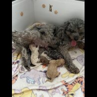 Cavapoo - Both