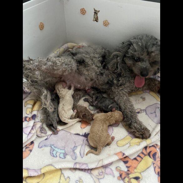 Cavapoo - Both