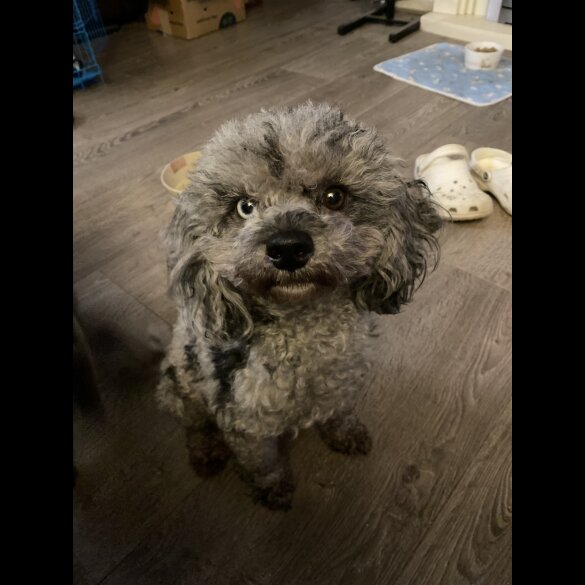 Cavapoo - Both