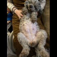 Cavapoo - Both