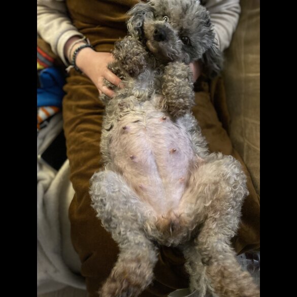 Cavapoo - Both