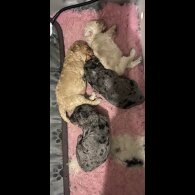 Cavapoo - Both