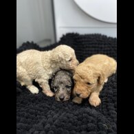 Cavapoo - Both