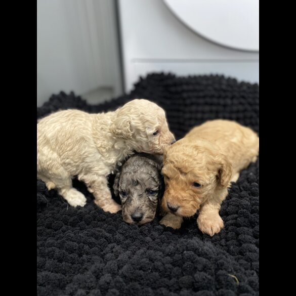 Cavapoo - Both