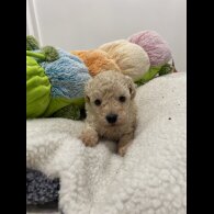 Cavapoo - Both