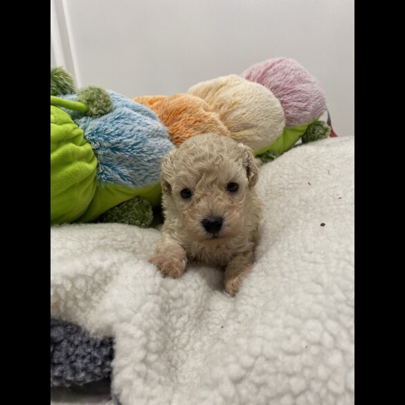 Cavapoo - Both