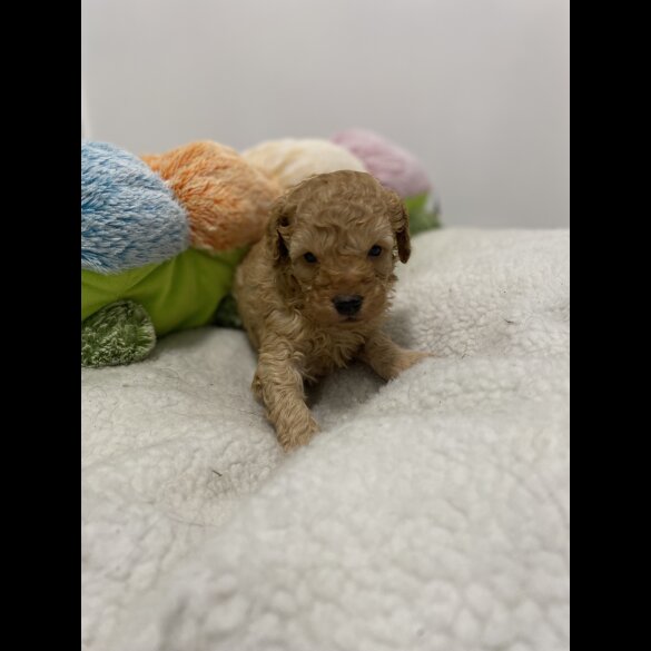 Cavapoo - Both