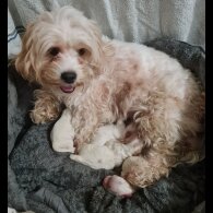 Cavapoo - Both