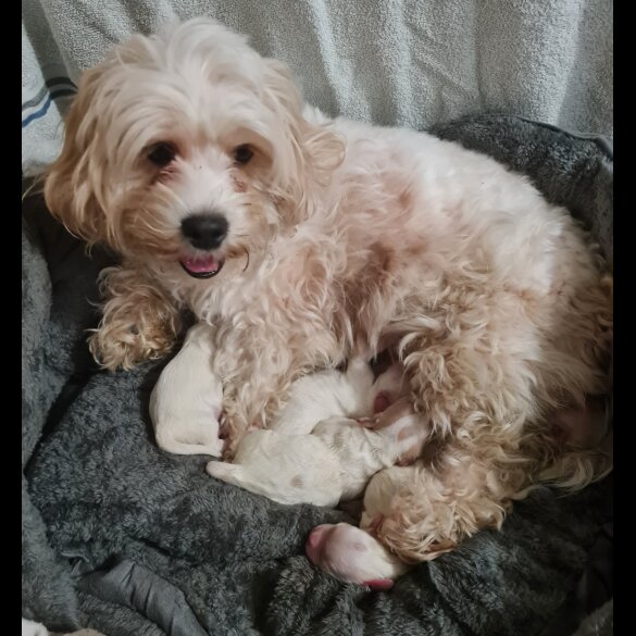 Cavapoo - Both