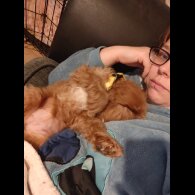 Cavapoo - Both