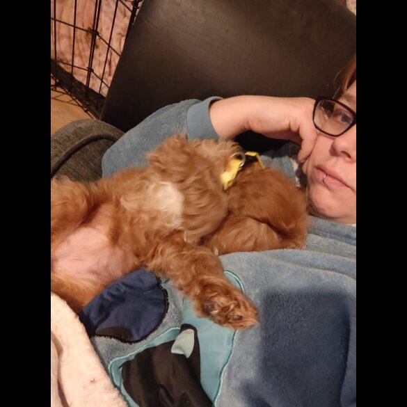Cavapoo - Both